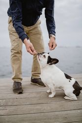Dog sniffing hand of owner