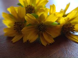 small sunflower background on the table