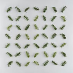 Fir branches neatly arranged on light background