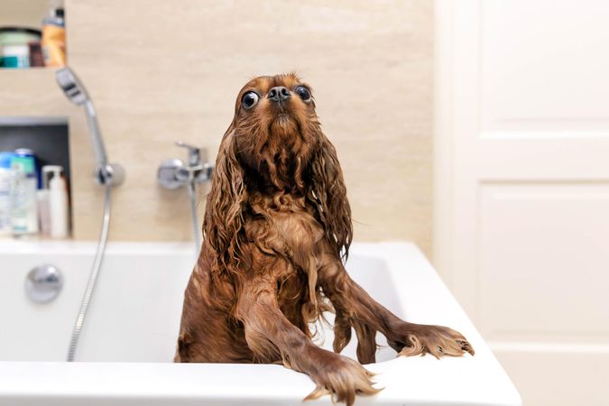 Wet cavalier spaniel in the bath