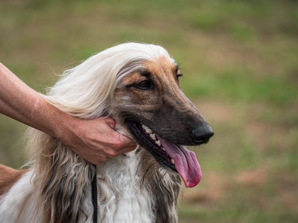 Beautiful dogs at an outdoor dog show.