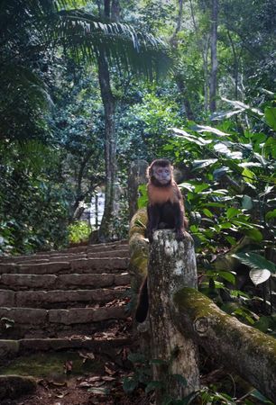 Brown monkey on brown concrete stairs in jungle
