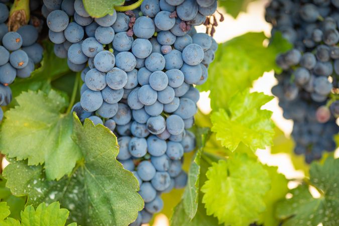 Vineyard with Lush, Ripe Wine Grapes on the Vine Ready for Harvest