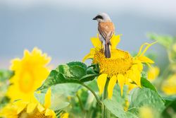 Great grey shrike on yellow flower