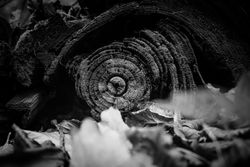 Cut trees with rings on forest ground