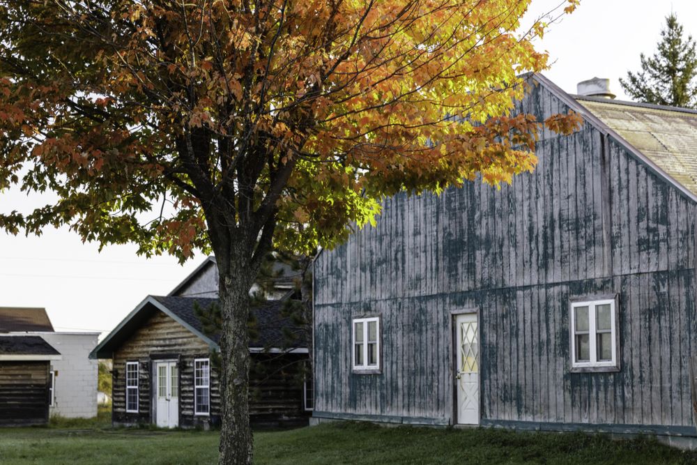 Maple tree on Main Street in Tamarack, Minnesota