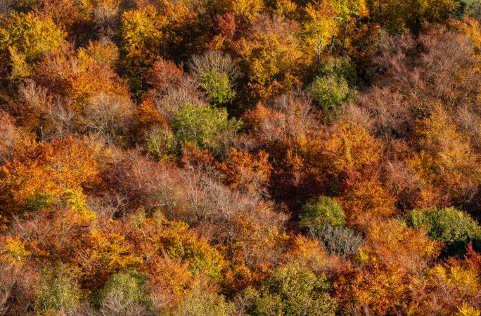 Deciduous forest in autumn colors, full-frame background, above view