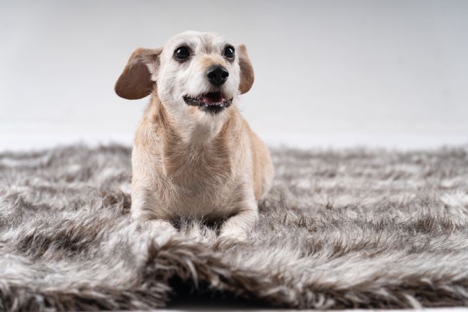 A cute teckel dog on a grey rug in studio shoot