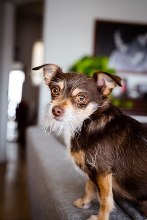 Portrait of cute brown chihuahua mix at home
