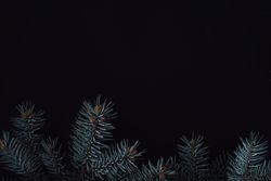 Branches bordering bottom of dark background