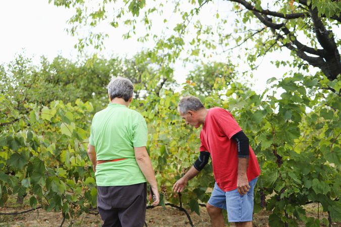 White Couple Engaged in Grape Picking Under Bright Sunlight.