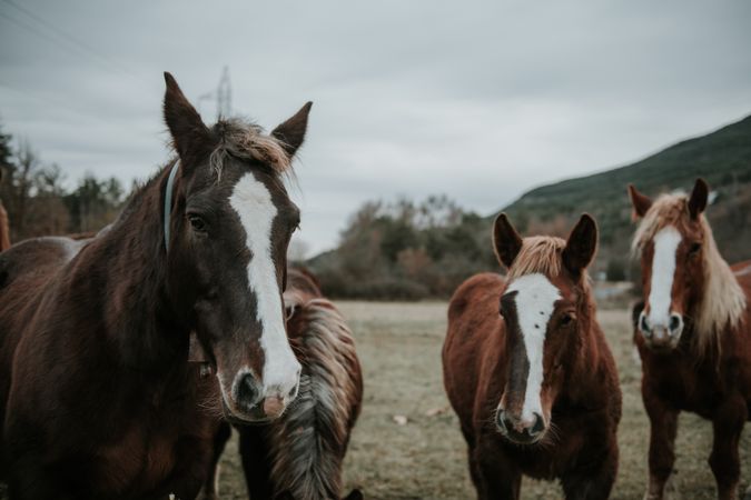 Funny horses on meadow