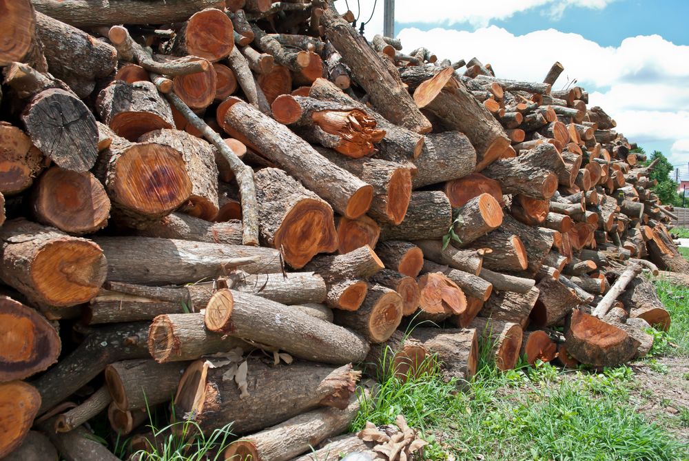 Firewood stack. Staple of biomass, arranged firewood for Longan
