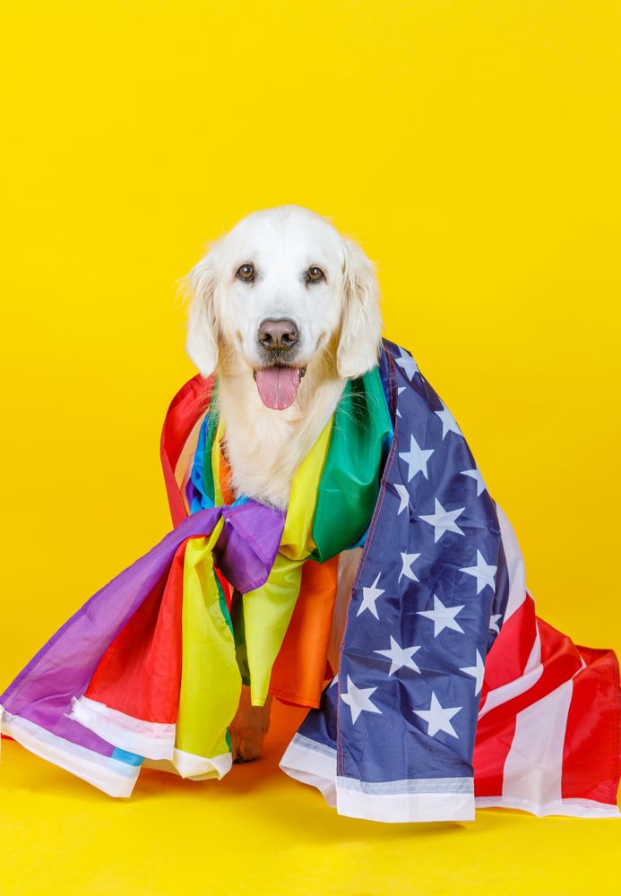 dog covered with American and LGBT flag