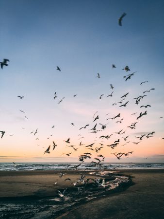 Flock of birds flying on the beach
