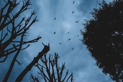 Bare trees under blue sky