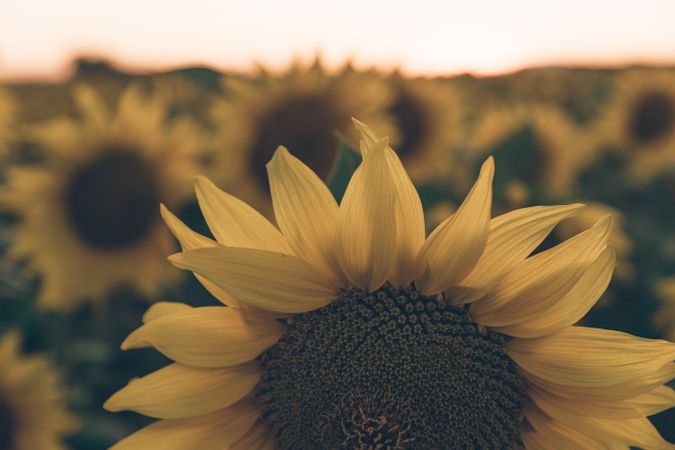Sunflowers on background of blue sky