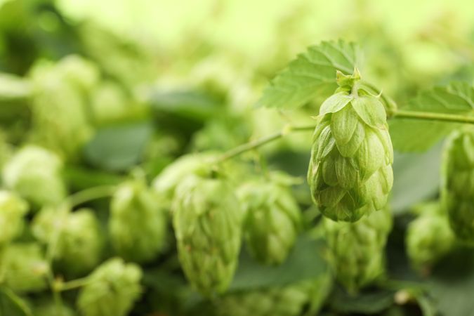 Branch of hop against blurred greenery background