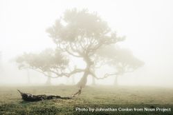 A madeira tree surrounded by fog with a branch in the foreground bGK1Bb