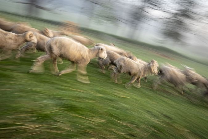 Flock of sheep running through a field in Warwick, NY