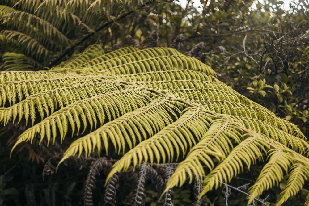 Green exotic frond at forest