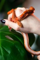Corn snake wrapped around female hand