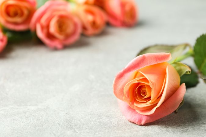 Fresh orange roses on grey background, closeup