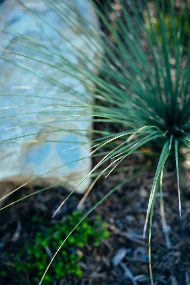 Ornamental grass