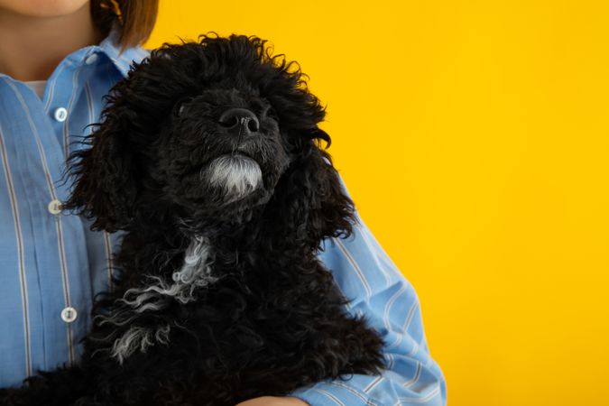 Cute poodle dog relaxing in owner’s arm