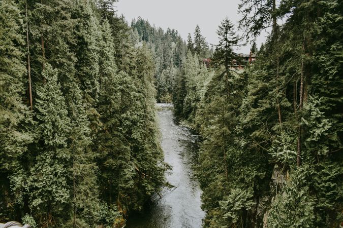 Aerial Drone View of Lush Green Forest and River