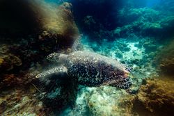 Wild sea turtle swimming underwater