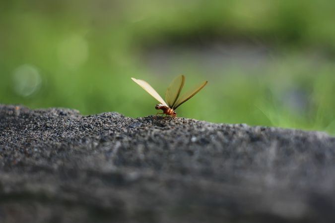 Flying termite on ground