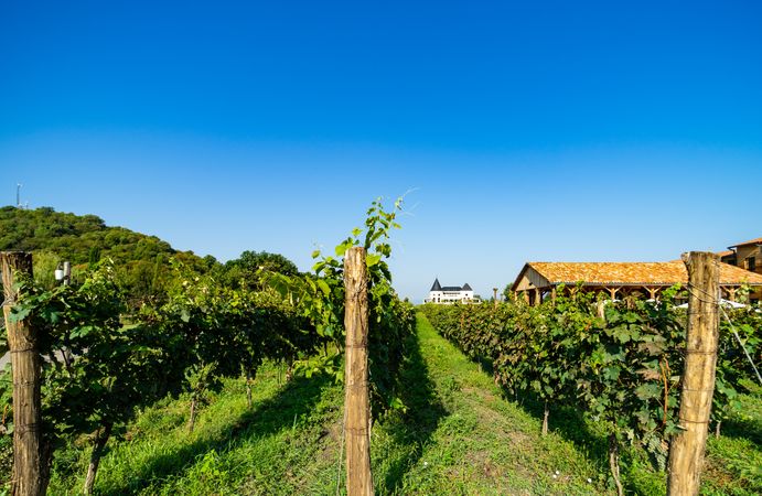 The vineyard in Lopota on clear day