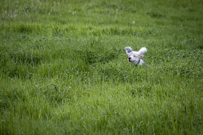 Copake, New York - May 19, 2022: Cute dog running in green grass