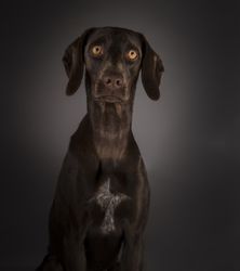 Adorable big-eyed dog on dark background