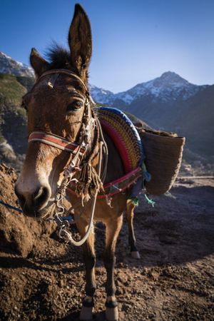 Harnessed donkey carrying bags along mountain road