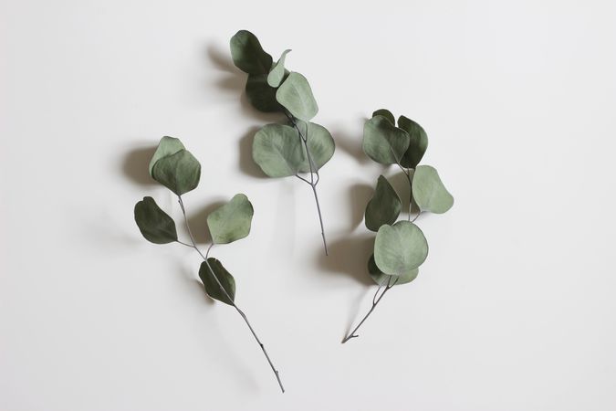 Dry eucalyptus tree leaves and branches isolated on table background