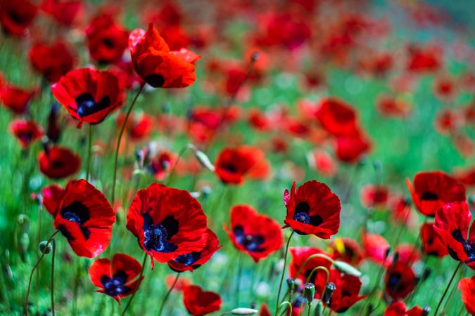Beautiful poppy flowers in a meadow