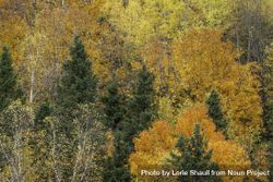 Fall foliage in Jay Cooke State Park, Minnesota 4ZYrA5