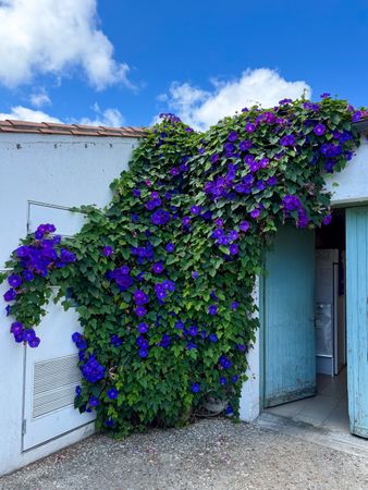 Blue Morning Glory overgrowth
