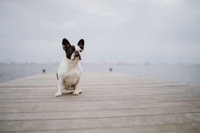 Cute dog on pier near sea