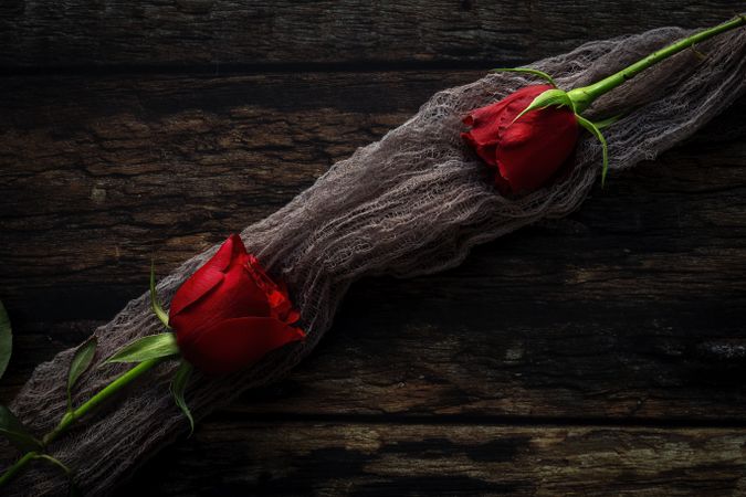 red roses with dark background