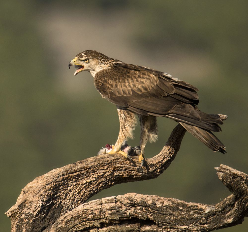 Furious wild eagle