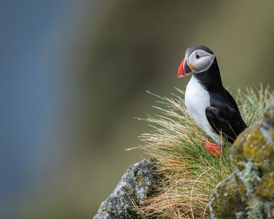 Atlantic puffin perched on rock during daytime