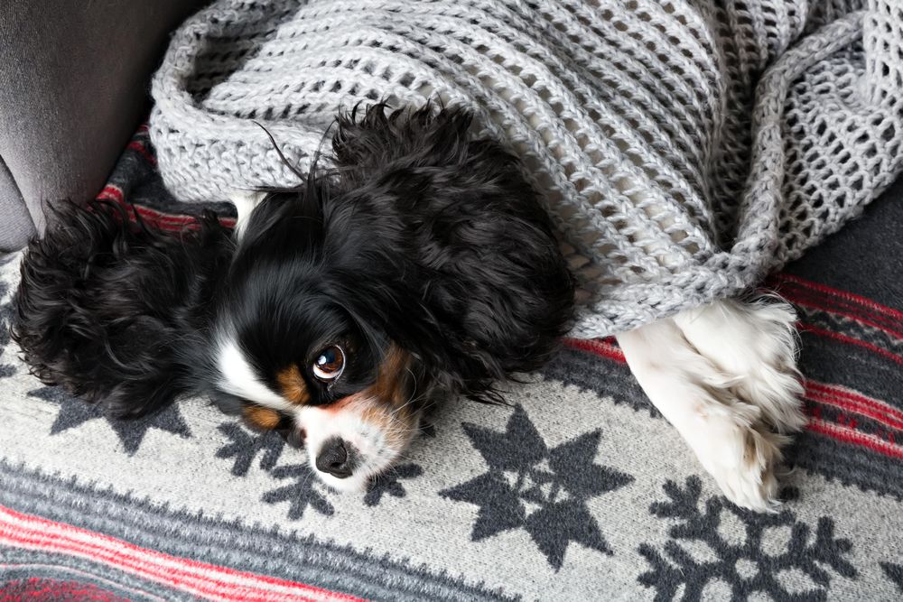 Cavalier Spaniel cosy in a blanket and winter pattern
