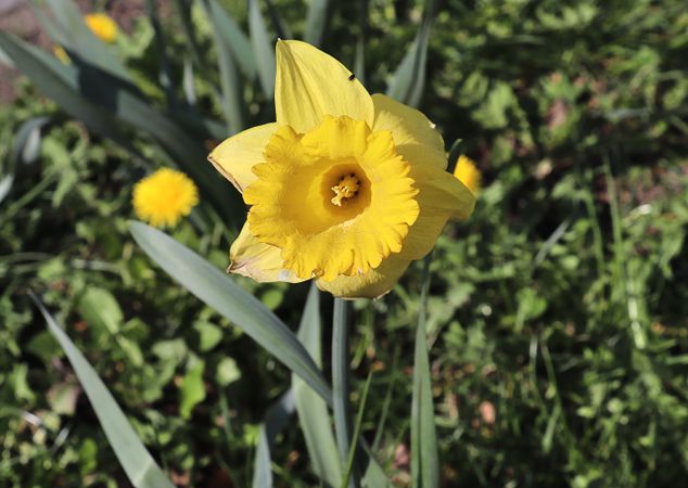Beautiful flowers in a european garden in different colors
