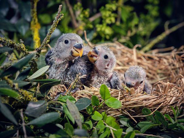 Cute lovebirds in nest among green plants