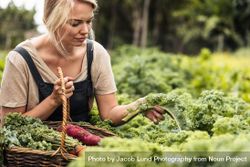 Young female gardener gathering fresh vegetables into a basket 0yVQ15