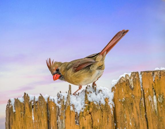 Yellow northern cardinal on wooden fence
