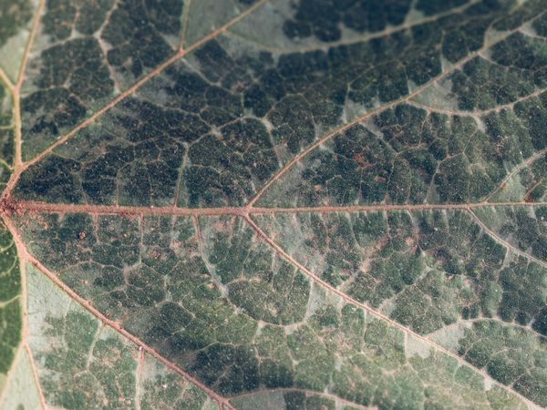 Textured background of green leaf with veins